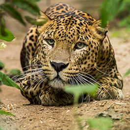 Burgers Zoo